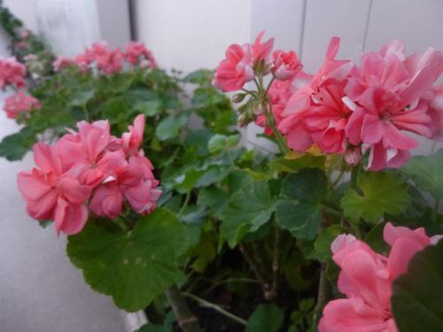 This photo about Annex Aburaya shared on HyHotel.com