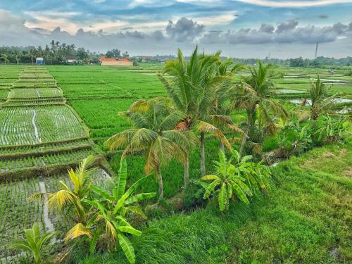 Surrounding environment, Swell Hotel, Pool Bar & Restaurant in Tanah Lot Surrounding environment, Swell Hotel, Pool Bar & Restaurant in Tanah Lot