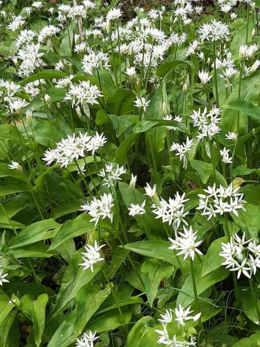 Hostal La Placeta in Camprodon Hostal La Placeta in Camprodon