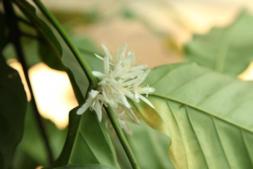 This photo about Hotel Sevana Agro shared on HyHotel.com