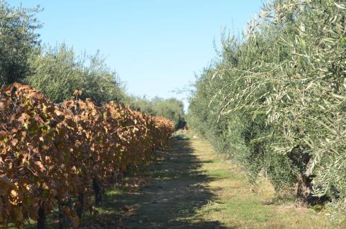 Finca Fisterra in Maipu Finca Fisterra in Maipu