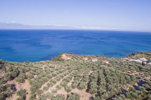 Κτήμα Παπαβασιλόπουλος 2 - (300μ. από την παραλία Περούλια) (Κτημα Παπαβασιλοπουλος 2 - (300μ. απο την παραλια Περουλια)) in 哥羅尼 Κτήμα Παπαβασιλόπουλος 2 - (300μ. από την παραλία Περούλια) (Κτημα Παπαβασιλοπουλος 2 - (300μ. απο την παραλια Περουλια)) in 哥羅尼