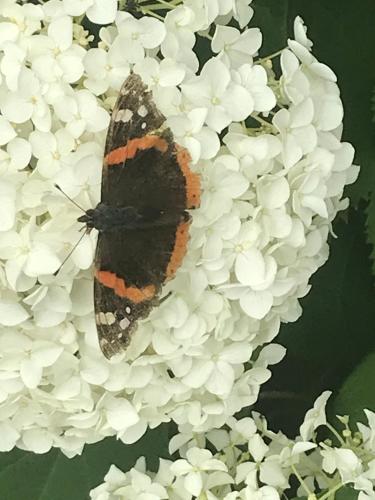 Butterfly Cottage in Wijdenes Butterfly Cottage in Wijdenes