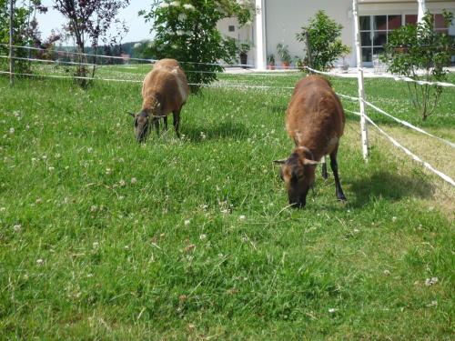 Ferienhof Uhlemayr in Seeg Ferienhof Uhlemayr in Seeg