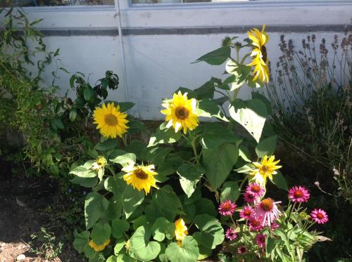 Faciliteiten, Landhaus Sylvia in Eupen, Terrasse , Garten & Nähe zum Hohen Venn (Landhaus Sylvia in Eupen, Terrasse , Garten & Nahe zum Hohen Venn) in Eupen Faciliteiten, Landhaus Sylvia in Eupen, Terrasse , Garten & Nähe zum Hohen Venn (Landhaus Sylvia in Eupen, Terrasse , Garten & Nahe zum Hohen Venn) in Eupen