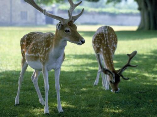 Вид, Knole B&B in Севеноукс Вид, Knole B&B in Севеноукс