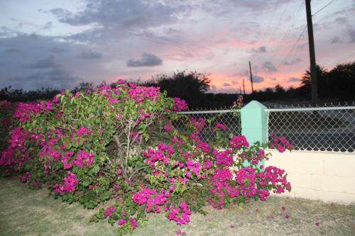 Have, Tropical Garden Cottage Antigua in Antigua and Barbuda Have, Tropical Garden Cottage Antigua in Antigua and Barbuda