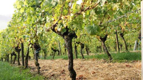 Weinhof Grosch in Sugenheim Weinhof Grosch in Sugenheim