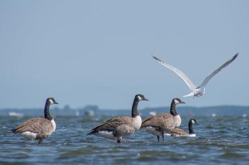 Faciliteiten, Ferienhaus Lagom in Kramerhof Faciliteiten, Ferienhaus Lagom in Kramerhof