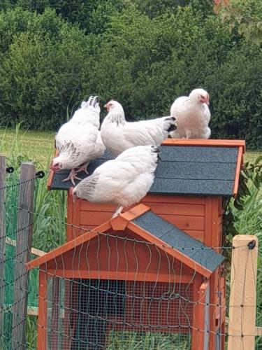Ferienhof Kink in Rosshaupten Ferienhof Kink in Rosshaupten