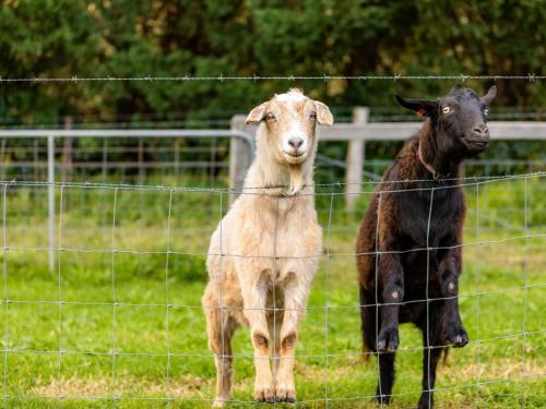 The Dairy at Cavan, Kangaroo Valley - Boutique Luxury with Stunning Views in Barrengarry The Dairy at Cavan, Kangaroo Valley - Boutique Luxury with Stunning Views in Barrengarry
