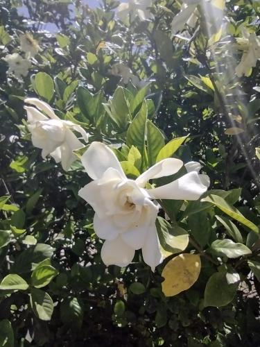 Kert, Villa Coca -Los Jilgueros- in Villa Los Aromos Kert, Villa Coca -Los Jilgueros- in Villa Los Aromos