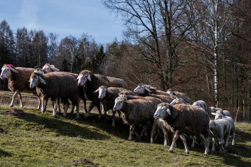 Ferienhauser zur Schaferei in Mitwitz Ferienhauser zur Schaferei in Mitwitz