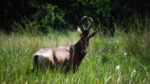 Lodge @ Bankenkloof Private Game Reserve in Tierpoort Lodge @ Bankenkloof Private Game Reserve in Tierpoort