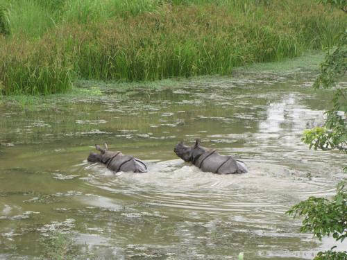Fasilitas, Hotel Riverside With Swimming Pool in Chitwan Fasilitas, Hotel Riverside With Swimming Pool in Chitwan