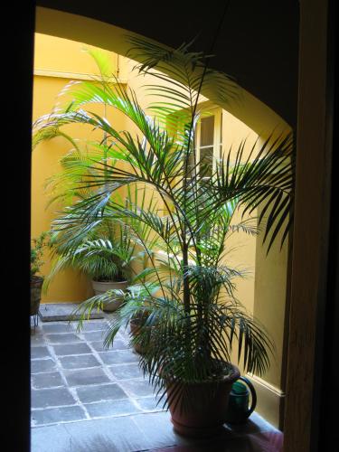 Garden, Casa Carmel Bed & Breakfast in Zone 1 Garden, Casa Carmel Bed & Breakfast in Zone 1