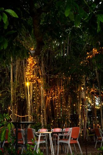 Banyan Tree in Batchelor / Litchfield Nemzeti Park Banyan Tree in Batchelor / Litchfield Nemzeti Park