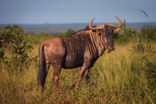 Yebo Safaris,Lower Sabie Rest Camp in อุทยานแห่งชาติครูเกอร์ Yebo Safaris,Lower Sabie Rest Camp in อุทยานแห่งชาติครูเกอร์