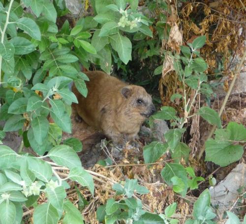 This photo about The Artist's House Overlooking the Bay of Haifa shared on HyHotel.com