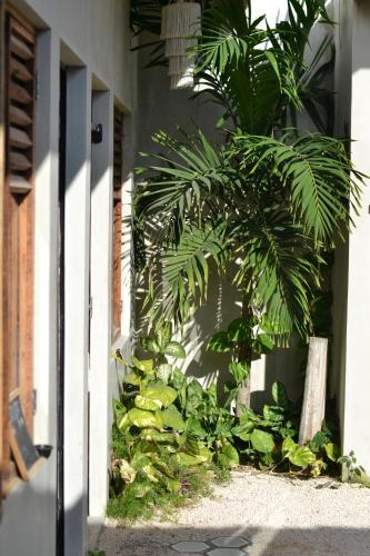 Hostal Dona Lucha in Tulum Hostal Dona Lucha in Tulum