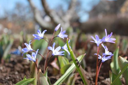 Jardín, Villa Ingrid in Borgholm Jardín, Villa Ingrid in Borgholm