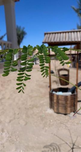 Farm Lebanon in Bid' Hamamah Farm Lebanon in Bid' Hamamah