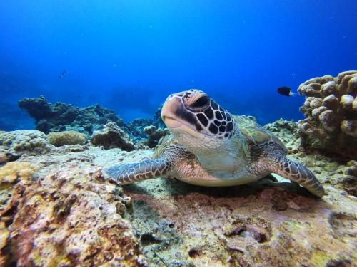 海島旅人 Diving Hostel in Green Island 海島旅人 Diving Hostel in Green Island