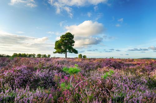 New Forest Lodges Bashley Park in Bransgore New Forest Lodges Bashley Park in Bransgore