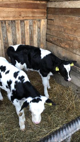 Nyerges Lovasudvar in Cserépfalu Nyerges Lovasudvar in Cserépfalu