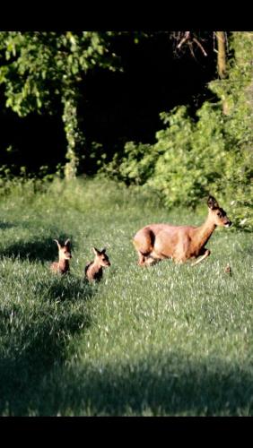 Bed & Stay Kersenbloesem in Wittem Bed & Stay Kersenbloesem in Wittem