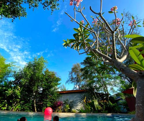 Garden, SeaEsta Beach in Ko Pha-ngan Garden, SeaEsta Beach in Ko Pha-ngan
