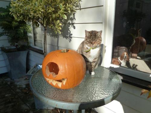 This photo about The Willows Guest House shared on HyHotel.com