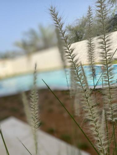 Бассейн , Dar Al Nour, partial Ocean view in Дибба-аль-Фуджайра Бассейн , Dar Al Nour, partial Ocean view in Дибба-аль-Фуджайра