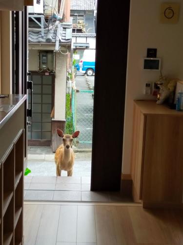 Mini inn Nara - - 外国人向け-日本語対応不可 in Nara Mini inn Nara - - 外国人向け-日本語対応不可 in Nara