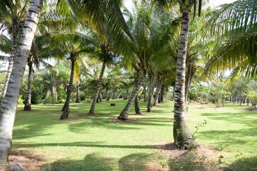 Domaine des Oiseaux Réunion (Domaine des Oiseaux Reunion) in Saint Andre Domaine des Oiseaux Réunion (Domaine des Oiseaux Reunion) in Saint Andre