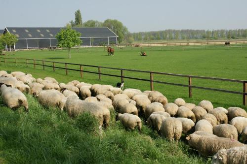 Surrounding environment, Appartement de Gouw in Schouwen-Duiveland Surrounding environment, Appartement de Gouw in Schouwen-Duiveland