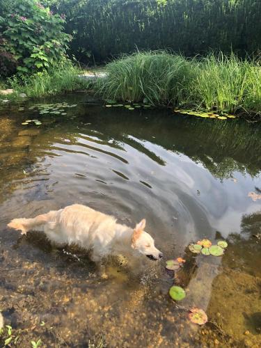Peldbaseins, MILLIEs hosting - Familienurlaub mit Hund in Kärnten (MILLIEs hosting - Familienurlaub mit Hund in Karnten) in Sankt Paul Im Lavanttal Peldbaseins, MILLIEs hosting - Familienurlaub mit Hund in Kärnten (MILLIEs hosting - Familienurlaub mit Hund in Karnten) in Sankt Paul Im Lavanttal