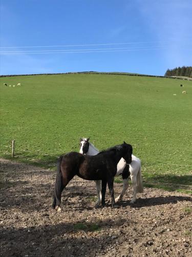 Winkston Holiday Accommodation in Peebles Winkston Holiday Accommodation in Peebles