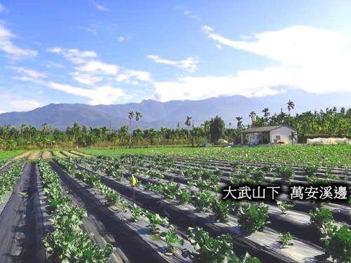 Hakka Eco-farm 雅歌園民宿食農教育有機農場 in Central Hakka Eco-farm 雅歌園民宿食農教育有機農場 in Central