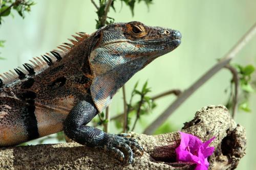 This photo about Hotel Nahua shared on HyHotel.com