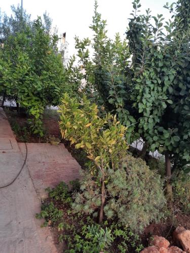 View, DARY in Other View, DARY in Other