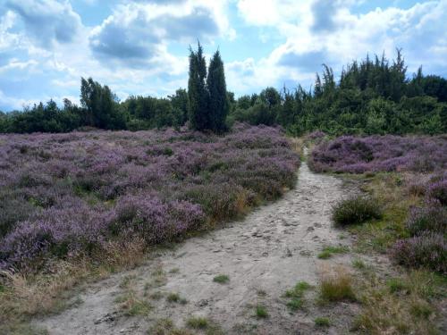 Bed & Breakfast Beilerhorst in Beilen Bed & Breakfast Beilerhorst in Beilen