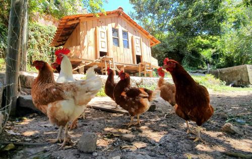 Verde Água Agroturismo e Agricultura Biológica (Verde Agua Agroturismo e Agricultura Biologica) in ซินฟาเอส Verde Água Agroturismo e Agricultura Biológica (Verde Agua Agroturismo e Agricultura Biologica) in ซินฟาเอส