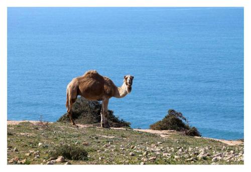 Surrounding environment, Ait Mouli Surf House in Safi Surrounding environment, Ait Mouli Surf House in Safi