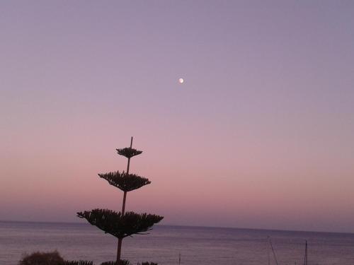Vistas, Sunrise Flora in Aegina Vistas, Sunrise Flora in Aegina