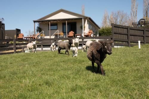 Balkon/terasa, Shearvue Farmstay with Optional Free Farm Experience at 5pm in Fairlie Balkon/terasa, Shearvue Farmstay with Optional Free Farm Experience at 5pm in Fairlie
