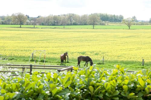Ferienwohnung Schoene Aussicht in Pommerby Ferienwohnung Schoene Aussicht in Pommerby