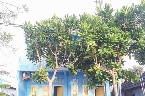 Ulaz, Villa V Stay Pulau Pramuka in Kepulauan Seribu Ulaz, Villa V Stay Pulau Pramuka in Kepulauan Seribu