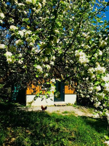 tuin, Ferienwohnung 1000 Krauthof in Laimbach Am Ostrong tuin, Ferienwohnung 1000 Krauthof in Laimbach Am Ostrong