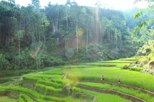 圖拉加密斯里納酒店 (Toraja Misiliana Hotel) in 蘭特波 圖拉加密斯里納酒店 (Toraja Misiliana Hotel) in 蘭特波